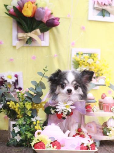 20230316マイアちゃん